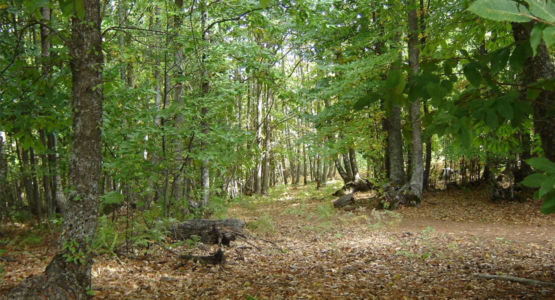 Luz verde para la elaboración del Plan Forestal de Extremadura