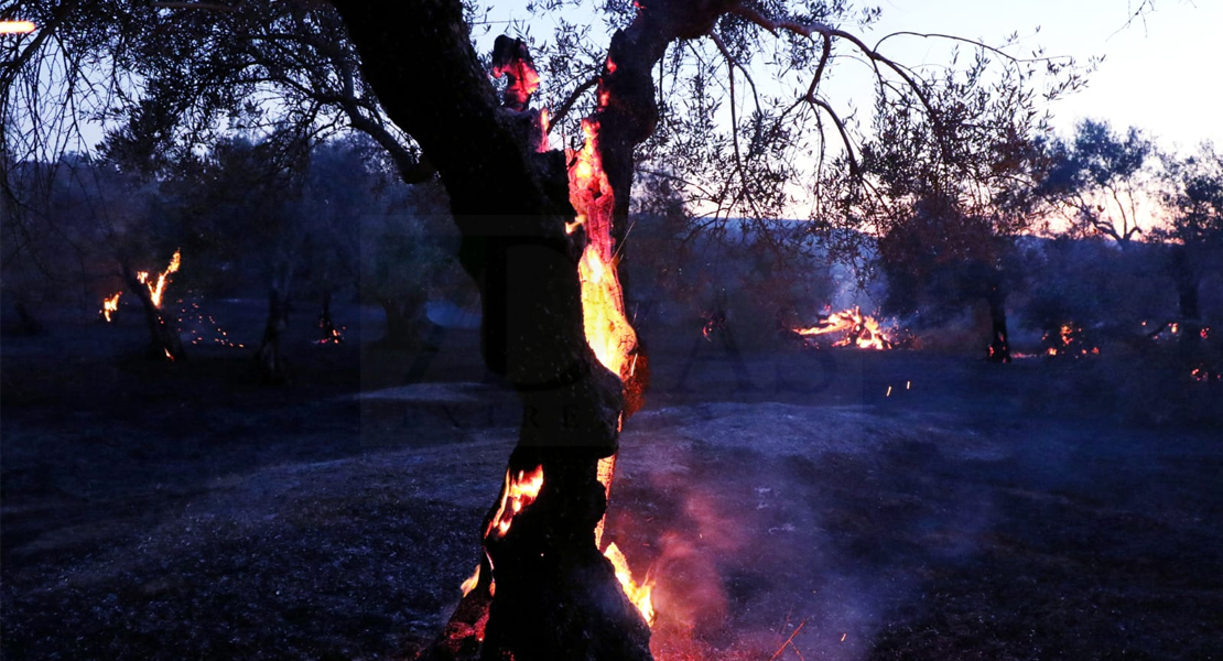 Imágenes y vídeo del incendio forestal cercano a Alburquerque (Badajoz)