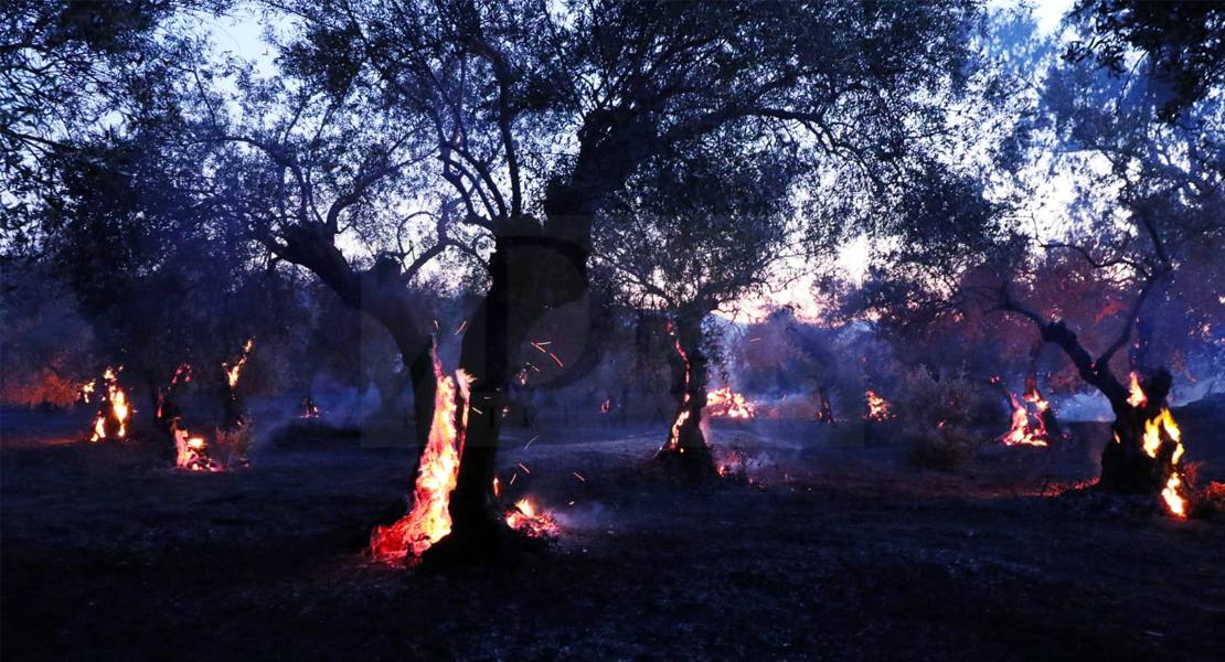 Imágenes y vídeo del incendio forestal cercano a Alburquerque (Badajoz)