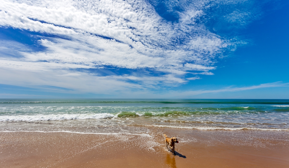 Los 5 destinos más económicos con playa canina de España