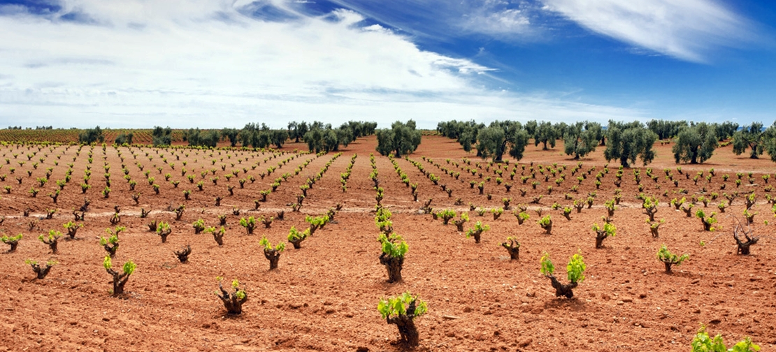 Extremadura podrá plantar 272,4 nuevas hectáreas de viñedo este año