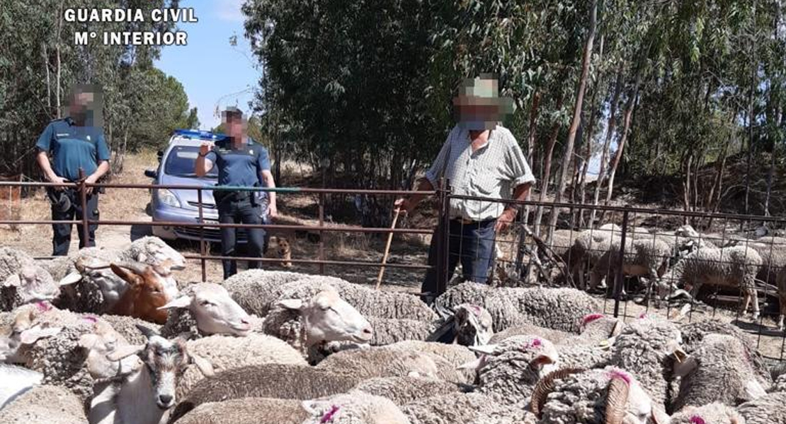 Investigados por falsificación documental en el transporte y la venta de ganado en Extremadura