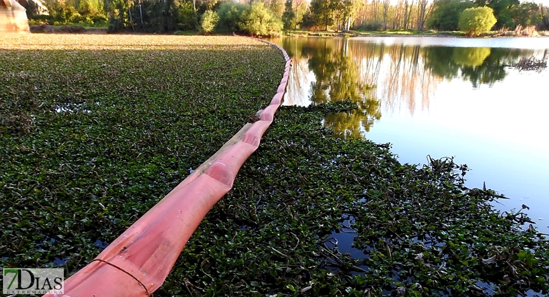 VOX pregunta qué se está haciendo para erradicar el camalote del río Guadiana