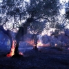 Imágenes y vídeo del incendio forestal cercano a Alburquerque (Badajoz)