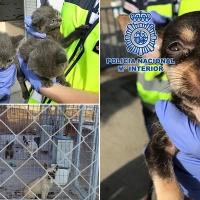 Rescatan cachorros en pésimas condiciones de un criadero ilegal en Don Benito (Badajoz)