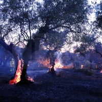Más de 50 incendios y casi 200 hectáreas quemadas en la última semana en Extremadura
