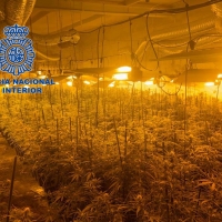 Hallan cientos de plantas de marihuana en un pequeño pueblo cercano a Mérida