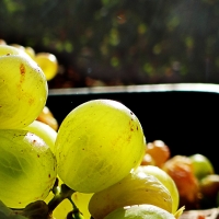 Extremadura comunica las solicitudes admitidas de las medidas para el sector del vino