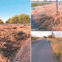 VOX Badajoz pide colocar merenderos en los islotes de la vía desde el Puente Real al azud