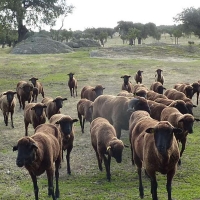 Requisitos para las ayudas a explotaciones agroganaderas afectadas por COVID-19