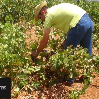 Estiman que Extremadura será la segunda región que más vino produzca en 2020