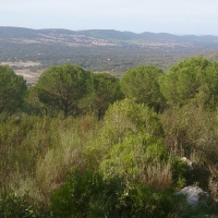 El &#39;pastoreo tradicional&#39; se convierte en factor clave para prevenir incendios en Extremadura