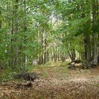 Luz verde para la elaboración del Plan Forestal de Extremadura