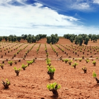 Extremadura podrá plantar 272,4 nuevas hectáreas de viñedo este año