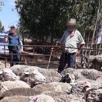 Investigados por falsificación documental en el transporte y la venta de ganado en Extremadura