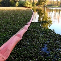 VOX pregunta qué se está haciendo para erradicar el camalote del río Guadiana