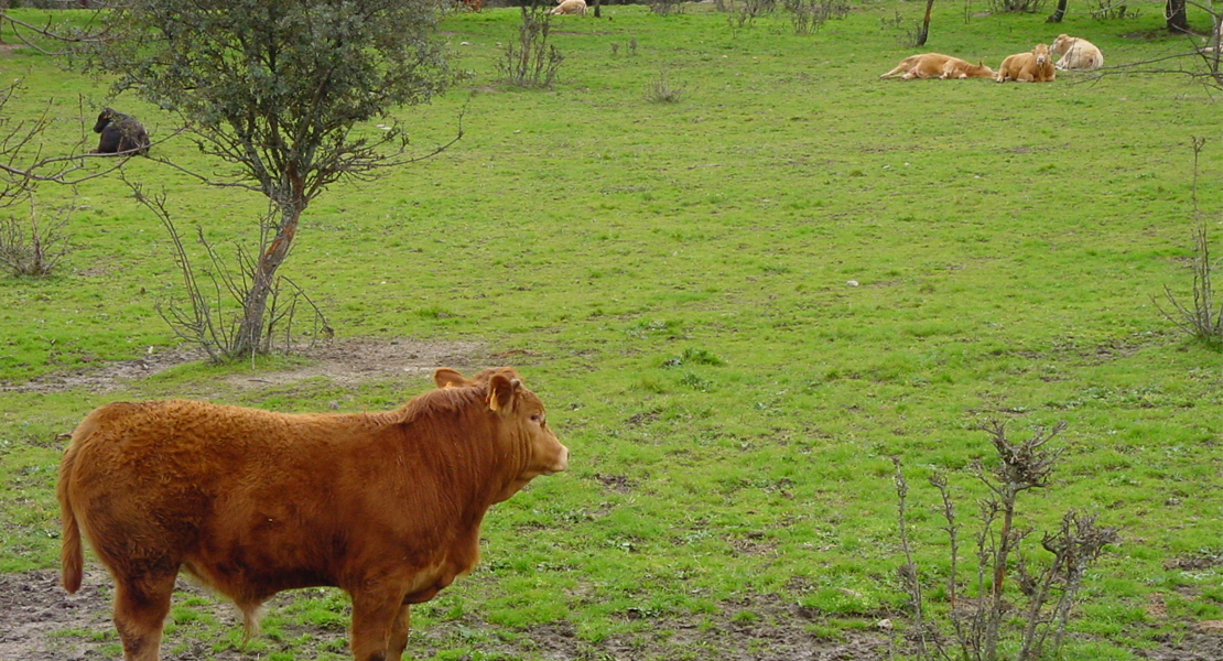 Concedida la protección nacional transitoria como IGP a la marca ‘Vaca de Extremadura’