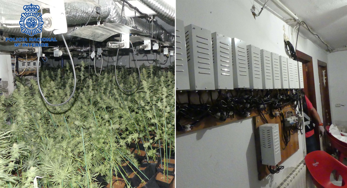 La Policía Nacional encuentra una casa cerca de Don Benito con 1.000 plantas de marihuana