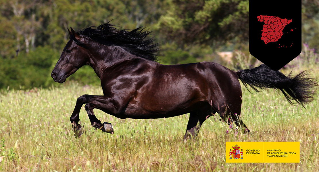 Promueven el prestigio internacional del caballo de Pura Raza Española