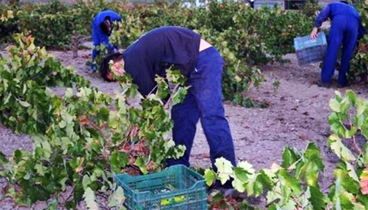 Reunión sobre la influencia del COVID-19 en las campañas agrarias