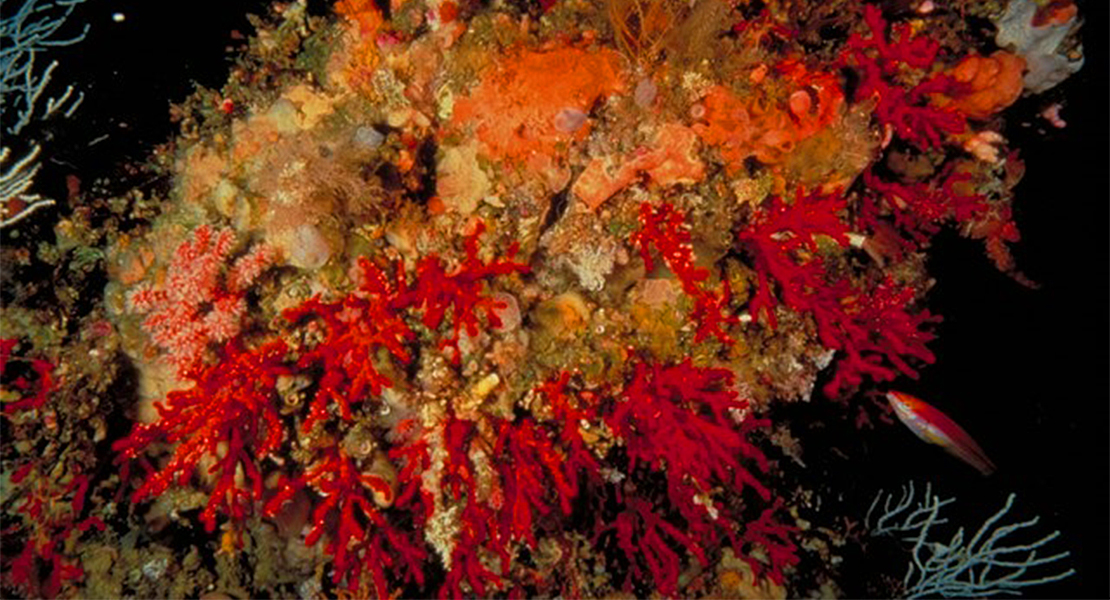 El Gobierno controlará la primera venta de coral rojo en España