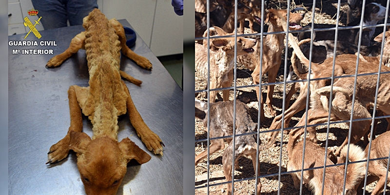 La Guardia Civil salva la vida a 41 perros en grave estado de abandono
