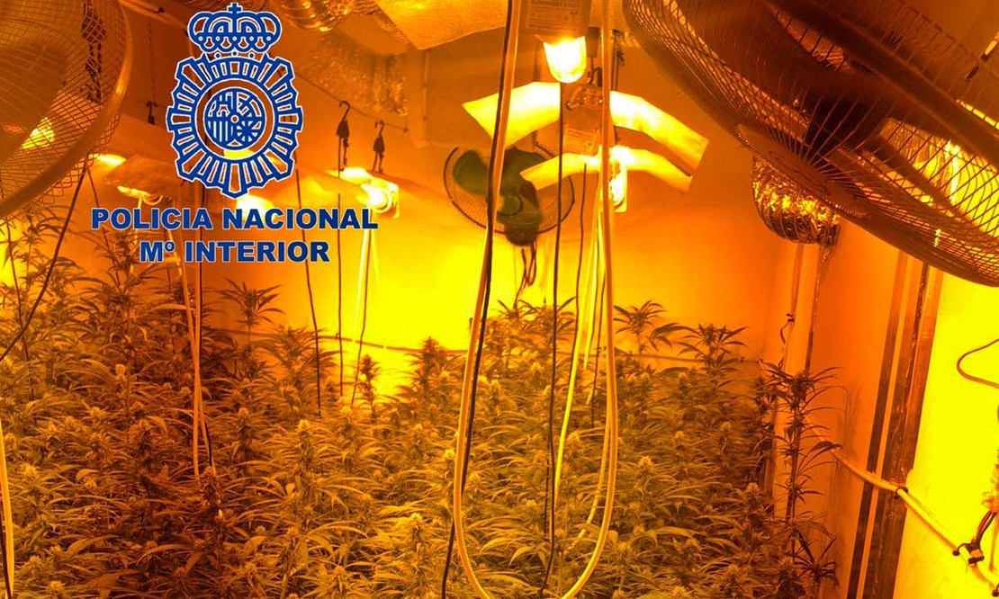 La Policía Nacional desmantela una plantación “indoor” de marihuana con 200 plantas