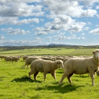 Agricultura publicita las resoluciones de ayudas asociadas a explotaciones de ovino, caprino y vacuno