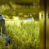 Plantaciones indoor en Madrid: Enganches a la red eléctrica ocultos bajo baldosas de la calle