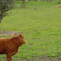 Concedida la protección nacional transitoria como IGP a la marca ‘Vaca de Extremadura’