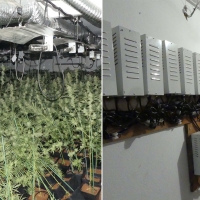 La Policía Nacional encuentra una casa cerca de Don Benito con 1.000 plantas de marihuana