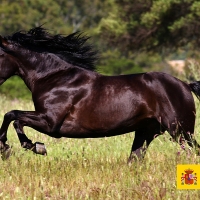 Promueven el prestigio internacional del caballo de Pura Raza Española