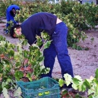 La influencia del COVID-19 en las campañas agrarias