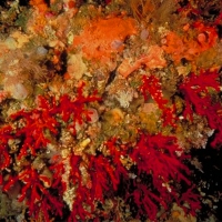 El Gobierno controlará la primera venta de coral rojo en España