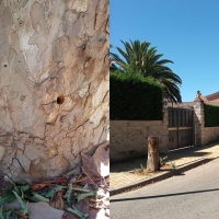Denuncian ataque intencionado en la muerte de 3 árboles en una calle de Cáceres