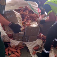 Oculta 300 kilos de droga en un camión de boniatos y lo descubren en la provincia de Badajoz