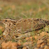 Denuncian la situación crítica de muchas especies de caza menor en Extremadura