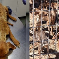La Guardia Civil salva la vida a 41 perros en grave estado de abandono