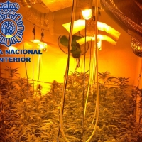 La Policía Nacional desmantela una plantación “indoor” de marihuana con 200 plantas