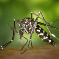 El mosquito tigre prolifera de forma vertiginosa en España