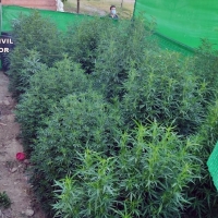 Desmantelan dos plantaciones de marihuana en la provincia de Cáceres