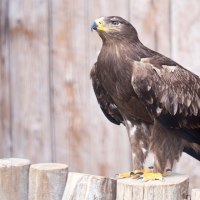 Liberan a un ejemplar de águila imperial en Hornachos