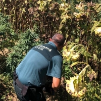 Detenidas dos personas en Hernán Cortés por cultivo de marihuana