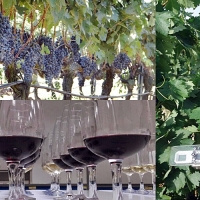 El deshojado precoz en la vid mejora el potencial enológico en los vinos de la variedad tempranillo