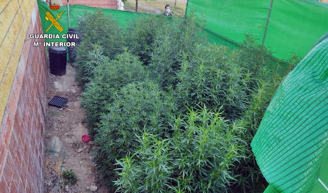 Desmantelan dos plantaciones de marihuana en la provincia de Cáceres