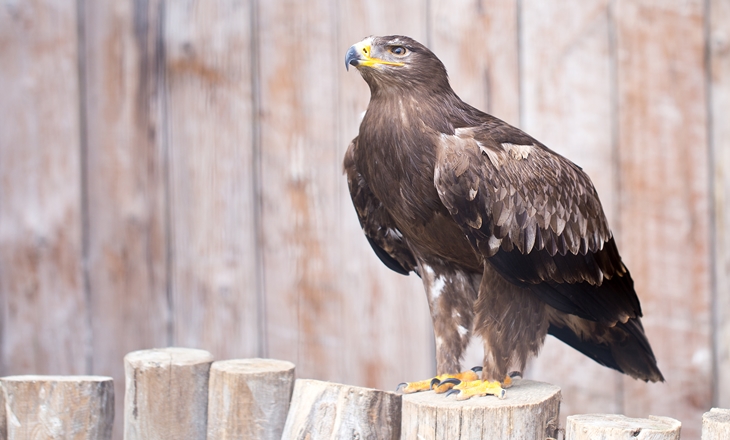 Liberan a un ejemplar de águila imperial en Hornachos