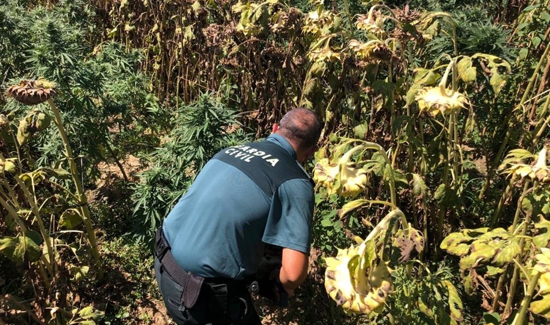 Detenidas dos personas en Hernán Cortés por cultivo de marihuana