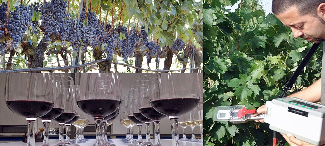 El deshojado precoz en la vid mejora el potencial enológico en los vinos de la variedad tempranillo