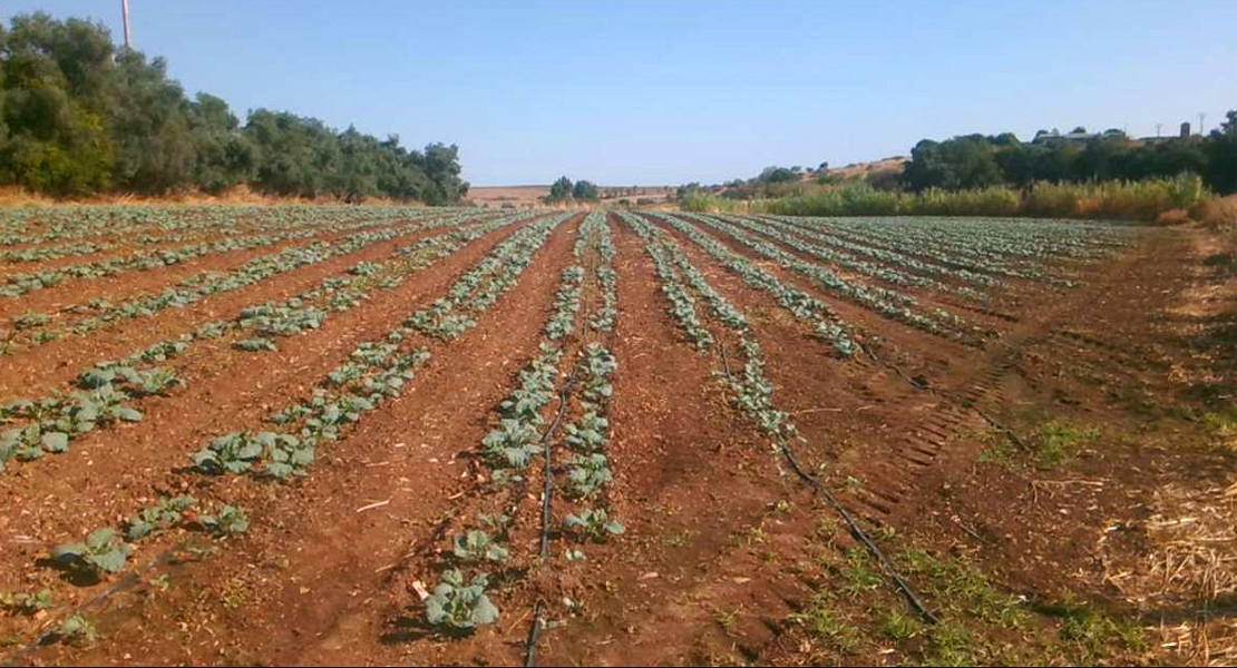 Agricultura anuncia la cifra definitiva de la PAC que le corresponde a España