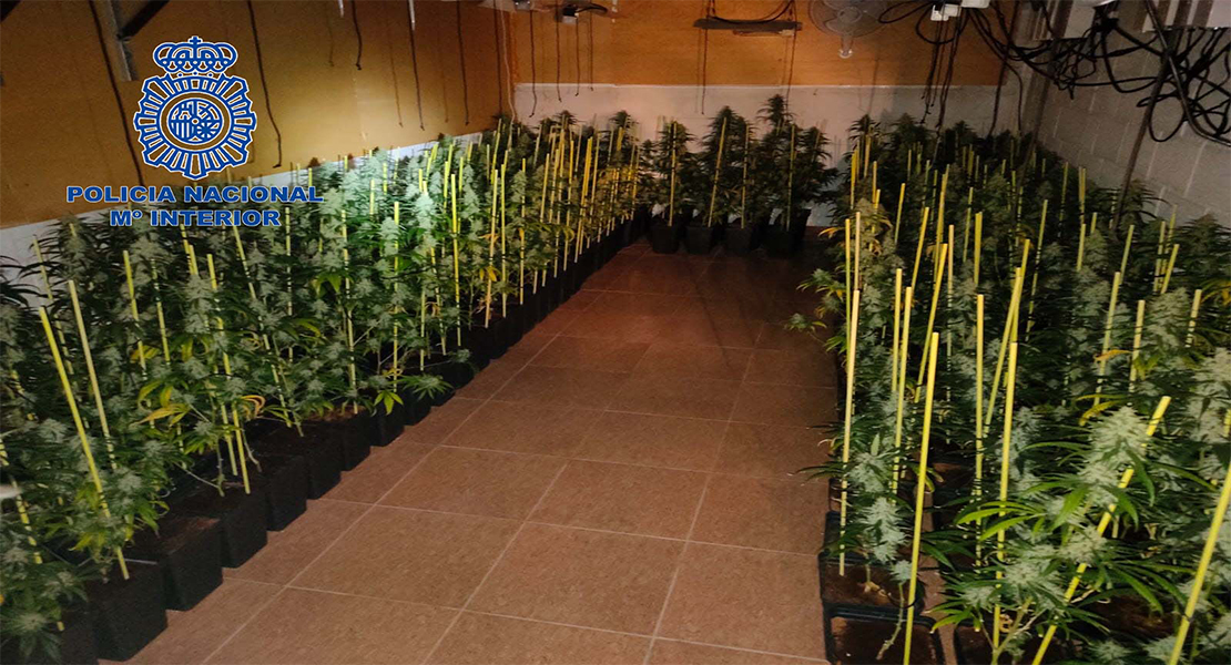 La Policía Nacional desmantela una plantación de marihuana con 848 plantas en Don Benito